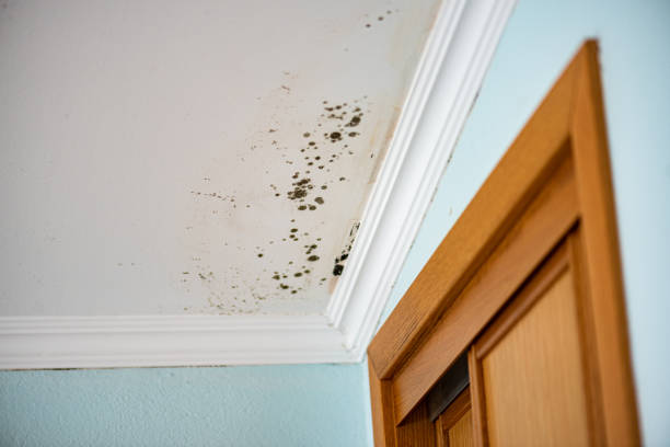 Best Black Mold Removal  in North Bonneville, WA