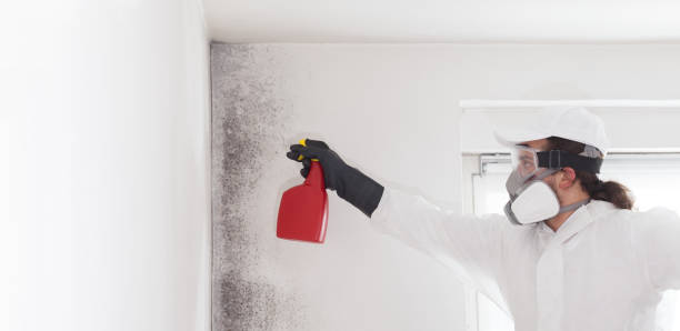 Best Local Mold Removal Service  in North Bonneville, WA