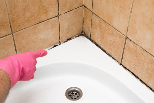 Best Same-Day Mold Removal  in North Bonneville, WA